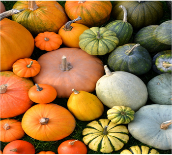 Fresh pumkin Color Vibrant Orange Packaging In bags of  25 kg Place of Origin Made in Uzbekistan Texture Superior Taste And Texture - Agro Impex - Uzbekistan